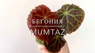 БЕГОНИЯ MUMTAZ [Краткий Видео Обзор, Советы По Уходу В Описании Видео]