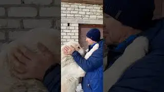 Бугай Алабай. Ало...здравствуйте!
