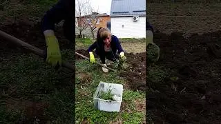 Краснодарский край сегодня. Посадка картофеля в марте 2023г.