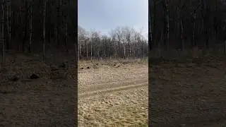 Wild Turkeys. Manitoba. Canada.