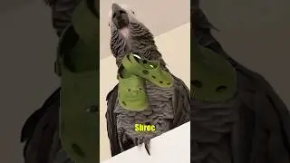 Apollo Foretold Shrek™ Crocs™ 🙏