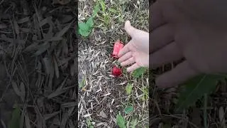 Клубника или эльфбар?