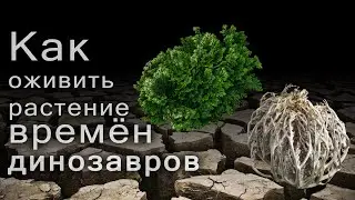 The rose of Jericho. How to revive an ancient plant from the time of the dinosaurs.