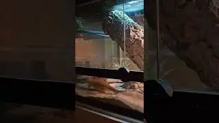 на охоту
