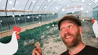 the Ultimate Winter Chicken Coop (in a day)