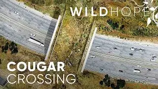 One Cougar’s Legacy in the Heart of Hollywood | WILD HOPE