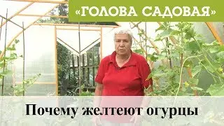 Голова садовая - Почему желтеют огурцы