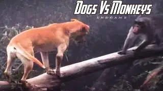 Dogs VS Monkeys Fight Videos Memes #monkeysvsdogs