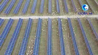 GLOBALink | Herding sheep under photovoltaic panels on Qinghai-Tibet Plateau