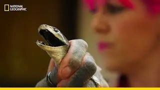 Rescuing Some of the World’s Deadliest Serpents | हिन्दी | Snakes in the City