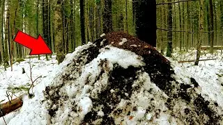 ГРИБНИК НАПОРОЛСЯ НА ЭТО И ВПАЛ В СТУПОР! ГРИБ НА ГРИБЕ ТИХАЯ ОХОТА, НАШЁЛ И СГОТОВИЛ ГРИБЫ 2023