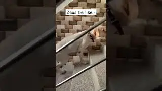 whenever my mom calling him for food 🐕