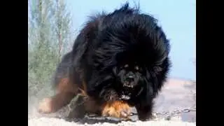 Top 10 Guard Dogs