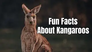 Amazing Facts About Kangaroos