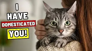 9 Signs Your Cat Has FULLY Domesticated You - THIS IS THE MOST ACCURATE VIDEO ON CATS EVER!