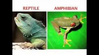 What's the difference between an amphibian and a reptile? Find out in this World Book Explains video