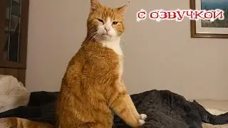 Приколы с котами! С ОЗВУЧКОЙ! Смешные коты! СМЕШНЫЕ ЖИВОТНЫЕ 2024! Тест на психику!