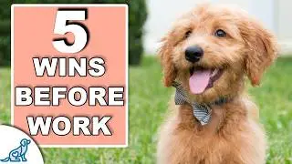 Your 10 Minute Morning Puppy Training Plan