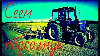 Сеем подсолнух Трактор Беларус и сеялка We are sowing a sunflower Tractor 