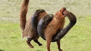 Big Battle In The Desert! King Cobra VS Mongoose - Who Will Be The Winner