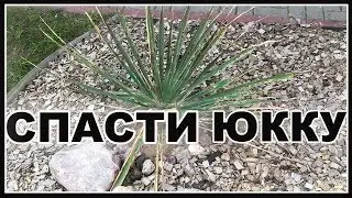 Многолетники. Юкка нитчатая. Проблемы после зимовки. Спасаем Юкку. Пересадка Юкки.