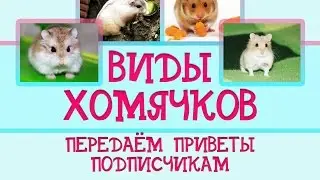 ВИДЫ ХОМЯЧКОВ | ПЕРЕДАЁМ ПРИВЕТЫ ПОДПИСЧИКАМ ★