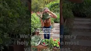 Huge Garden Harvest! 