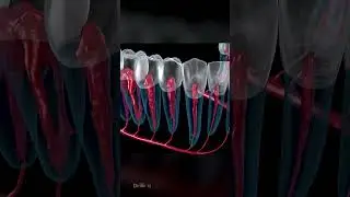 The Anatomy and Function of Dental Roots