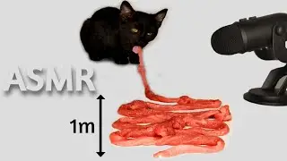 Cat eating 1 meter meat ASMR