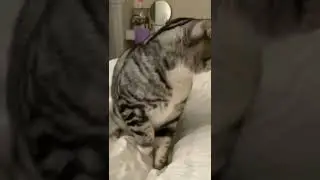 Multicolor Beautiful Cat 😺 | Cute Cats | Humpty Hobbies