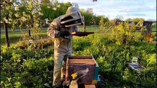 Как подсадить матку.? Ставим второй корпус