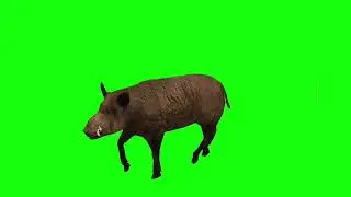 pig green screen cartoon 🐽 pig green screen video 🐽 pig green screen no copyright 🐽 free download 🐽