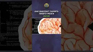 Как твой мозг кодирует информацию