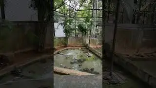 Turtle 🐢 ||#turtle #zoo #youtubeshorts #shortsfeed #trending #shorts