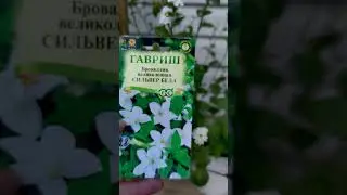 Бровалия великолепная - Сильвер Белл.💐 #flowerworld #garden #flowers