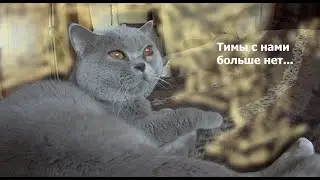 Тимы с нами больше нет
