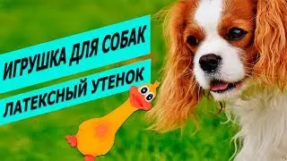 Игрушка для собак утенок латексный Трикси | Обзор игрушки утенка | Trixie Duck fore dogs review