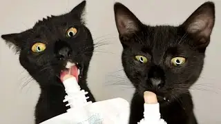 Cat Licking Treats ASMR