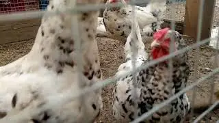 Во время инкубации отключили инкубатор и забыли включить , что делать?  Разновидности гребней у кур