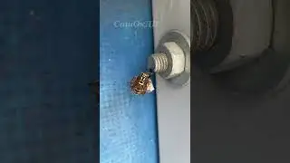 Оса строит гнездо...