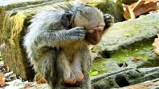 My Heart Broken! Why Jade Give Poor Julina Up, Baby Julina Crying loudly till no sound