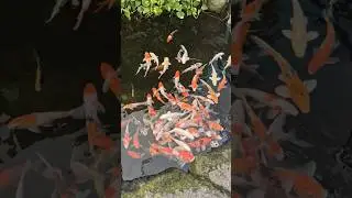 Fishes in Underwater World #shorts #thailand #fish