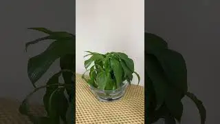 Полив женского счастья