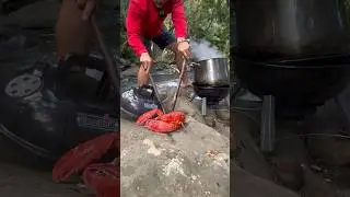 Cooking Lobster In Forest