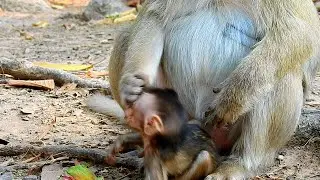 Baby monkey no mistake why mom fighting baby till baby hurt