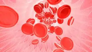 Free Footage: Blood cells traveling through a vein