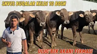 Ulug'bek Akaga Gap Yoq Buqalar Baraka Boldi Raxmat Hammaga