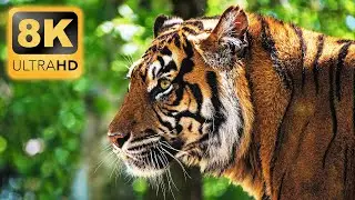8K ANIMALS - THE WORLD OF ANIMALS 8K ULTRA HD / Relaxation Film
