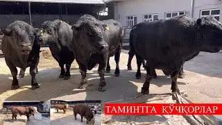 ҚУРБОН   ХАЙИТ.  БАЙРАМИГА   КОТТА  БУҚАЛАР с🏃📞+998973161111