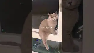 고양이 엉덩이가 크면 생기는일
